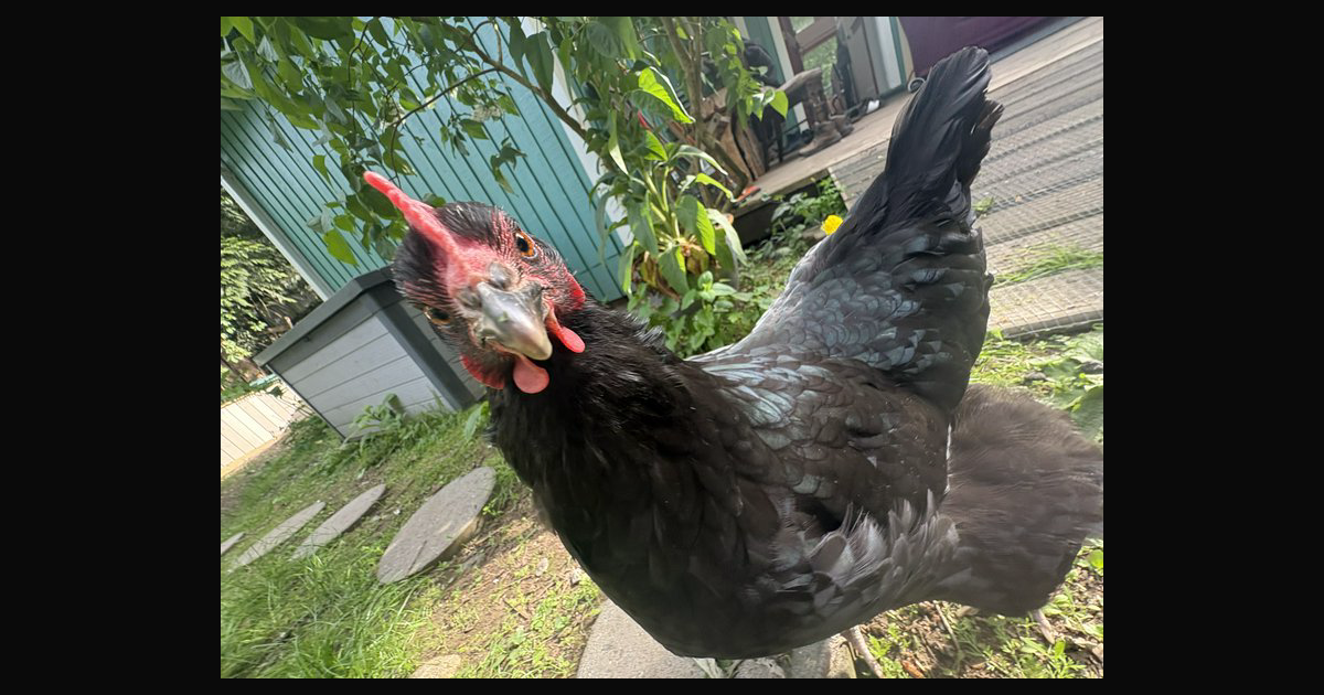 A striking portrait of a black chicken (with iride | user_google_14536 ...